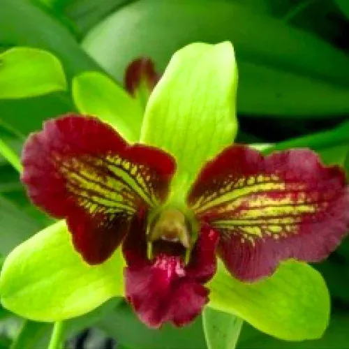 Dendrobium Category