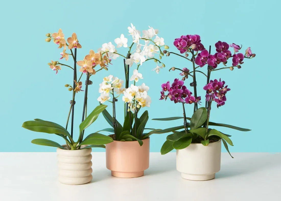 Multi Phalaenopsis