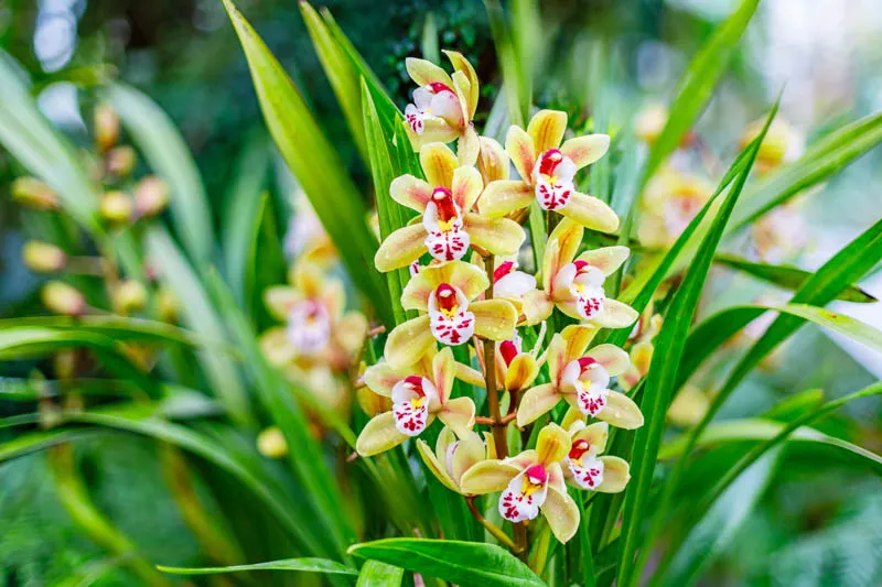 Cymbidium (Boat Orchid) Category