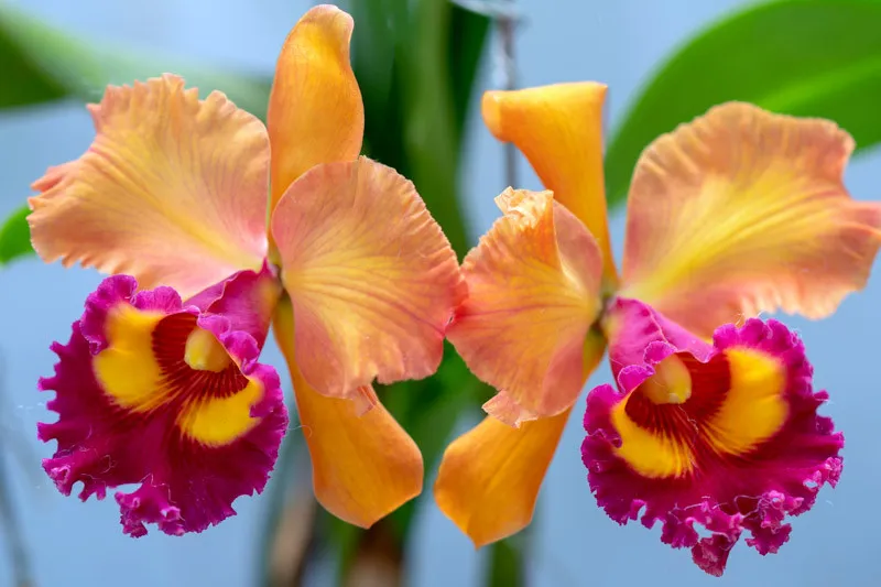 Cattleya (Corsage Orchid) Category